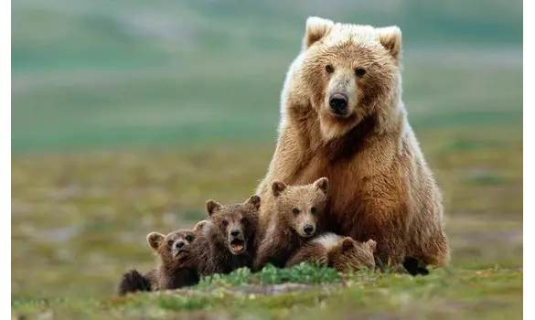 Rencontre Ours Brun